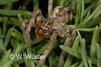 : Palystes sp.; Wandering Crab Spider