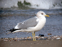 갈매기 Larus canus kamtschatchensis | gull