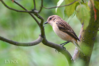 Siberian Stonechat female 黑喉石(即鳥)