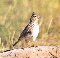 La Calandrina o Pispoletta Calandrella rufescens