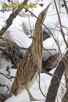 Photo of bukač velký Botaurus stellaris Bittern Rohrdommel