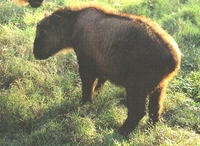 타킨 Budorcas taxicolor Takin