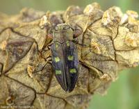 Chrysobothris igniventris