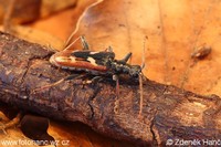 Rhagium bifasciatum var. deyrollei