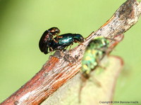 Crepidodera fulvicornis