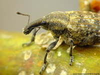 Lepyrus capucinus