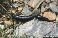 Berberomeloe majalis