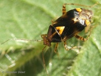 Liocoris tripustulatus