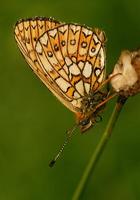 Proclossiana eunomia - Bog Fritillary