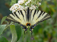 Iphiclides podalirius - Scarce Swallowtail