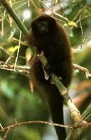 Brown titi (Callicebus brunneus)