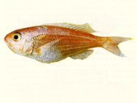 Nemipterus nematophorus, Doublewhip threadfin bream: fisheries