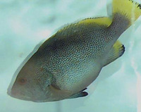 Epinephelus flavocaeruleus, Blue and yellow grouper: fisheries, aquarium
