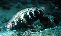 Chlorurus atrilunula, Bluemoon parrotfish: fisheries, aquarium