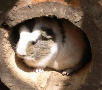 Image of: Cavia porcellus (Guinea pig)