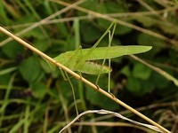 Phaneroptera falcata