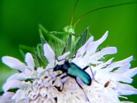 Tettigonia cantans