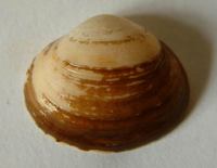Sphaerium rivicola