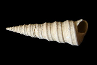 Turritella bicarinata