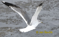 Larus canus - Common Gull