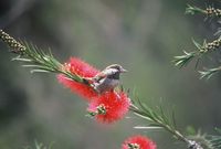 Parus rufescens - Chestnut-backed Chickadee