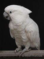 Cacatua alba - White Cockatoo