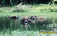 Bubalus bubalis arnee - Asian Water Buffalo