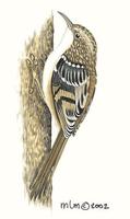 Image of: certhia brachydactyla (short-toed treecreeper)