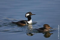 Image of: Lophodytes cucullatus (hooded merganser)