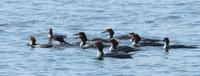 Image of: Mergus merganser (goosander;common merganser)