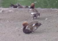 Image of: Netta rufina (red-crested pochard)