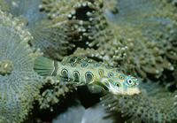 Synchiropus picturatus - Picture Dragonet