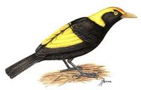 Image of: Sericulus chrysocephalus (Regent bowerbird)