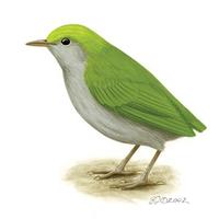 Image of: Tesia olivea (slaty-bellied tesia)