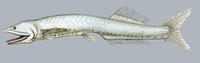 Image of: Cyclothone braueri (Brauer's bristlemouth)