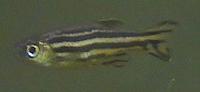 Image of: Danio rerio (zebra danio)