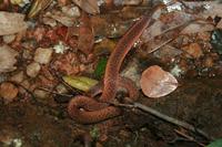 Aspidura drummondhayi