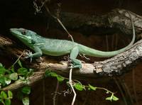 Anolis equestris - Knight Anole