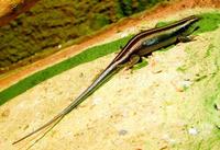 Trachylepis margaritifera