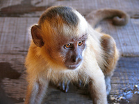 infant macaco-prego(Cebus Paella)