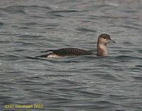 Black-throated Loon - Gavia arctica