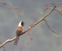 Collared Treepie - Dendrocitta frontalis