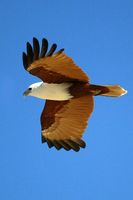 Brahminy Kite