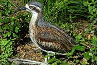 Bush stone Curlew