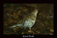 Ground Thrush