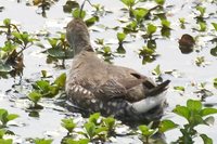 Spot-flanked Gallinule - Gallinula melanops