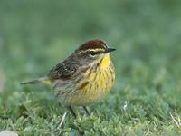 Palm Warbler (Dendroica palmarum) photo