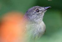 Southern Beardless-Tyrannulet (Camptostoma obsoletum) photo