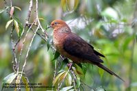 Little Cuckoo-Dove - Macropygia ruficeps