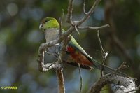 Red-capped Parrot - Purpureicephalus spurius